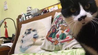 吃瓜娱乐酱抱枕猫,吃瓜娱乐酱带你领略萌宠魅力 第3张 吃瓜娱乐酱抱枕猫,吃瓜娱乐酱带你领略萌宠魅力 第3张